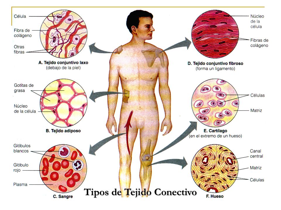 diferentes tipos de tejidos conectivos